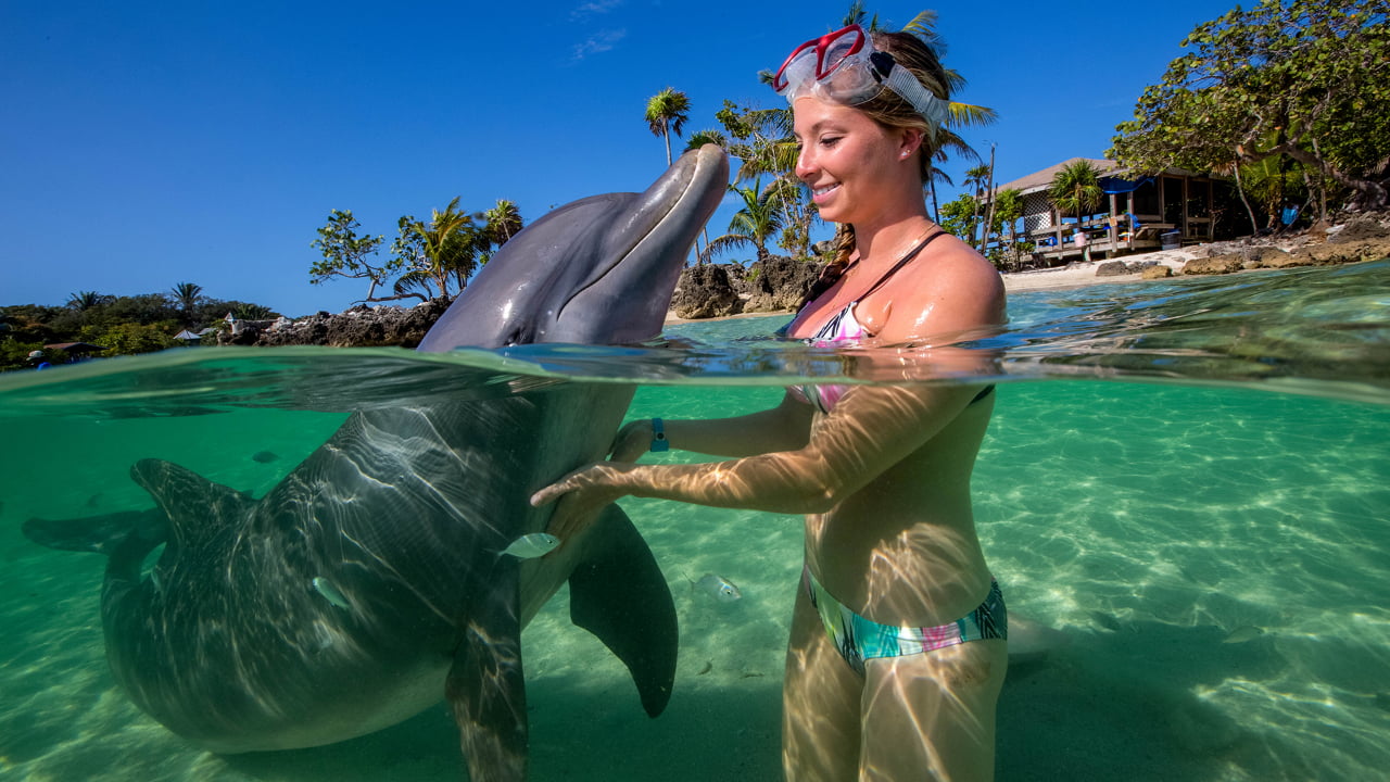 Dolphin encounter in the crystal-clear waters of Roatán