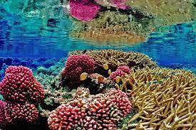 Elkhorn coral (Acropora palmata) on the Roatán reef
