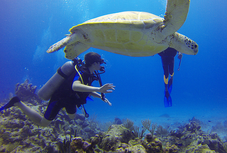 Sea turtle on the Mesoamerican Reef near Roatán
