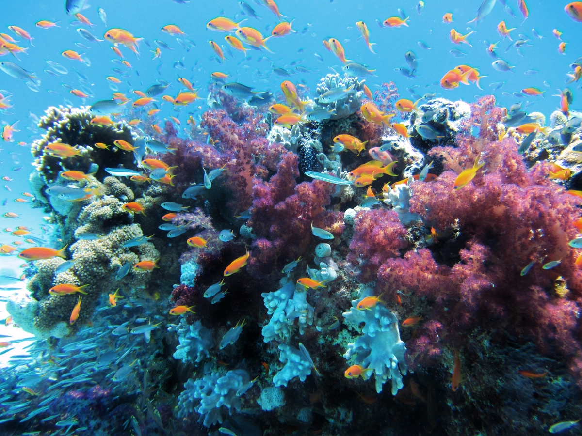 Living coral reef with tropical fish in Roatán